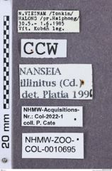 Etikette zu Nanseia illinitus (NHMW-ZOO-COL-0010695)